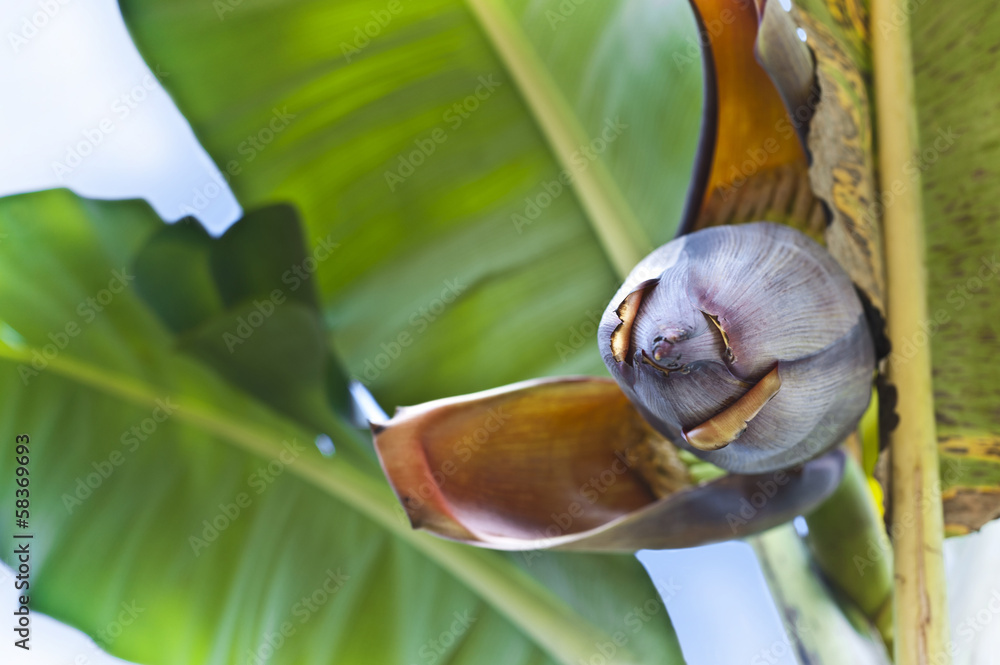 Wall mural Banana flower