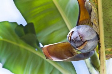 Banana flower