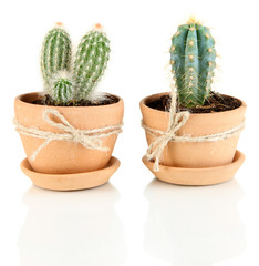 Beautiful cactuses in flowerpot, isolated on white