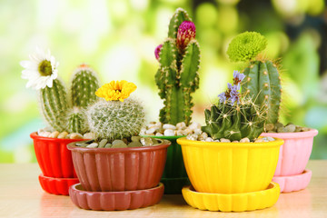 Cactuses in flowerpots with flowers, on green nature background