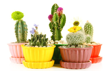 Cactuses in flowerpots with flowers, isolated on white