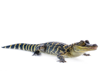 Naklejka premium American Alligator