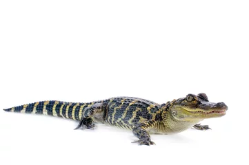 Fototapeten Amerikanischer Alligator © Eastman Arts