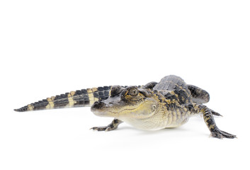 American Alligator
