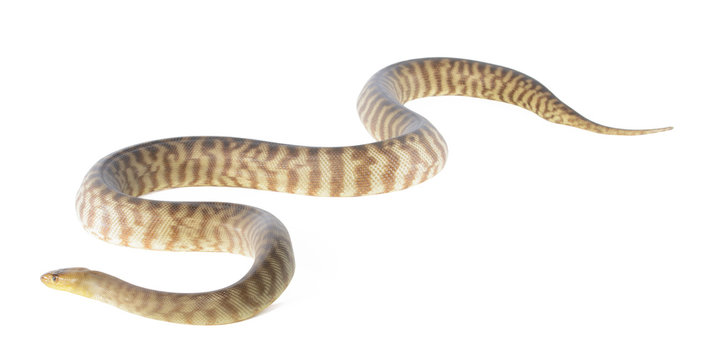 woma python on white