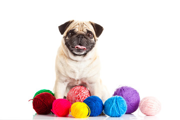 pug dog thread balls isolated on white background doctor