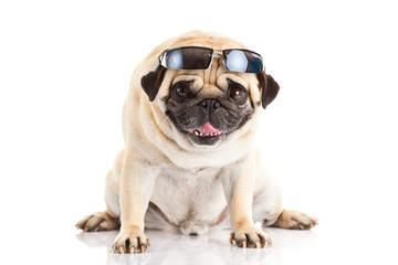 pug dog glasses isolated on white background