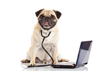 pug dog isolated on white background doctor