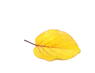 yellow leaf on a white background