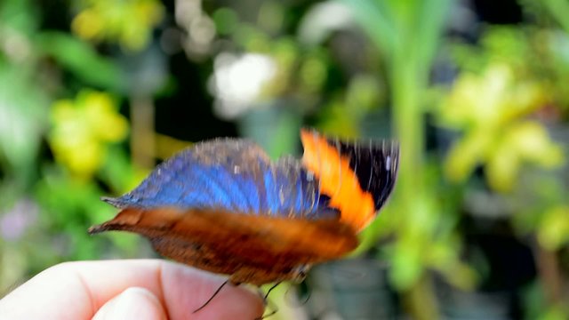 Orange Oakleaf butterfly sitting on a hand [HD]
