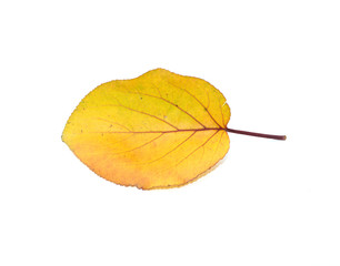 yellow leaf on a white background