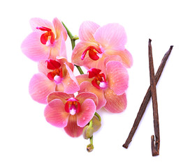 Beautiful blooming orchid and vanilla sticks  isolated on white