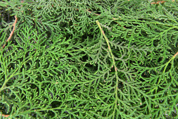 Thuja branches close-up