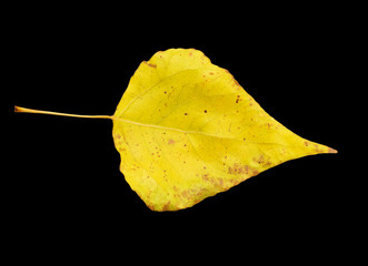 Fototapeta premium yellow leaf on a black background