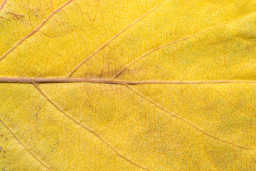 Naklejka na ściany i meble Background of autumn leaves. macro