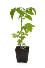 Tomato Seedling Plant