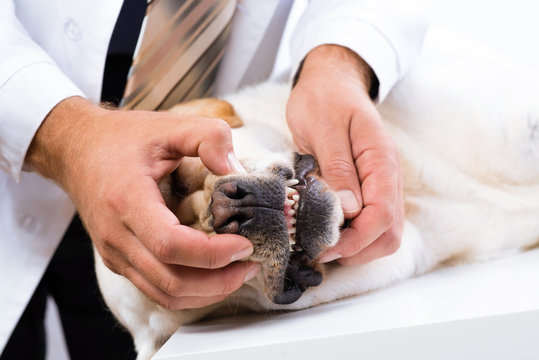 vet checks the teeth of a dog