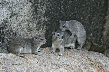 Obraz premium Bush hyrax or Yellow-spotted rock dassie, Heterohyrax brucei