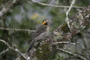 Campo flicker, Colaptes campestris