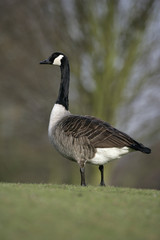 Canada goose, Branta canadensis