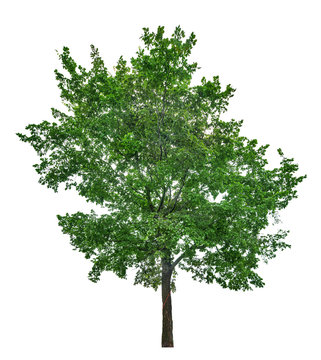 dark green large lime tree isolated on white