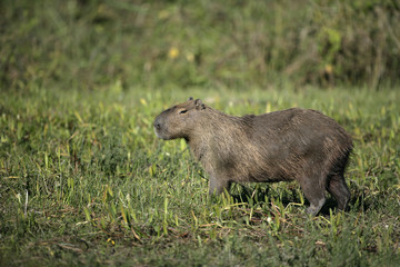 Naklejka na ściany i meble Capybara, Hydrochoerus hydrochaeris
