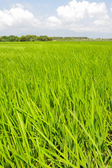 Rice farm in country