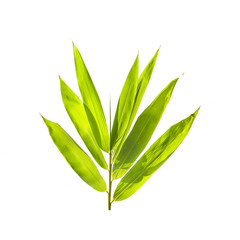 Bamboo leaves isolated on white background