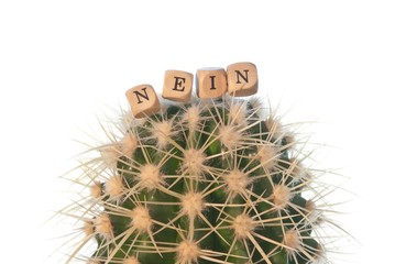 Klares "Nein" auf Kaktus, Wort aus Buchstabenwürfeln, freigestellt, Freisteller