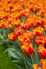Beautiful orange tulips