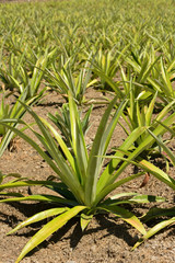 Obraz premium Pineapple farm