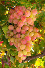 Ripe red and green grapes growing on vine