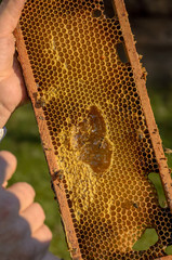 Beekeeper showing honeycomb frame