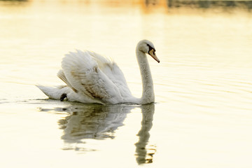 Lonely swan