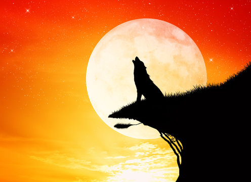 wolf in the moolight