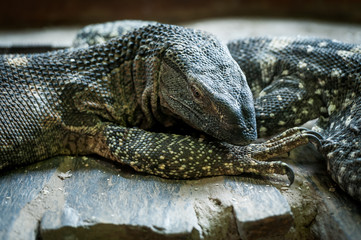 Varan aquatique