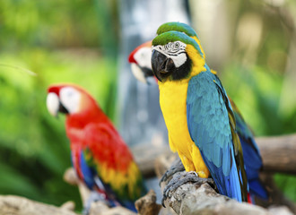 Colorful macaws