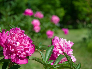 Obraz premium Peonies in the garden.