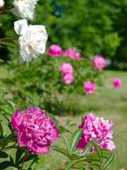 Peonies in the garden.