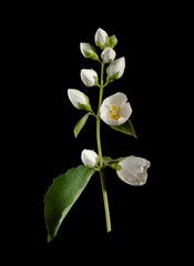Naklejka na ściany i meble White flower (jasmine)