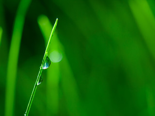 Grass