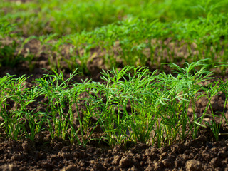 Dill