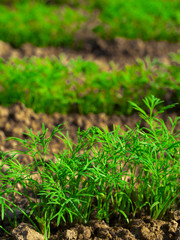 Dill