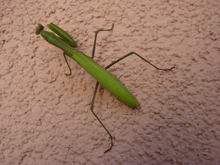 Mantis closeup