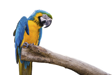Closeup a beautiful macaw isolate on white background.