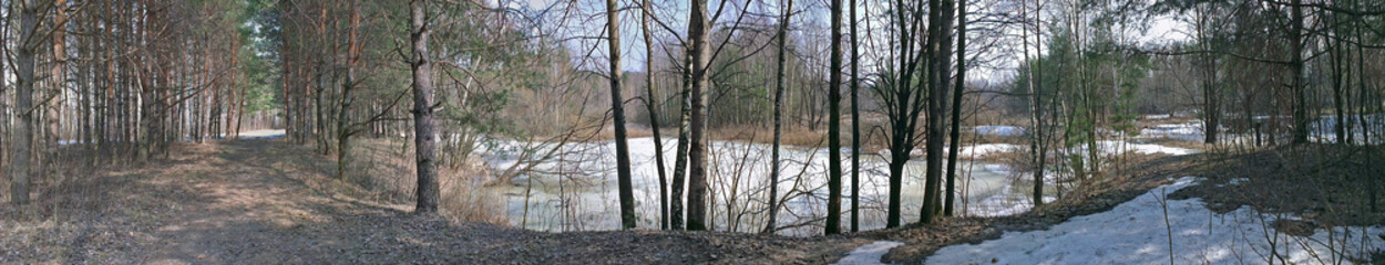 Panorama of the forest in the early spring