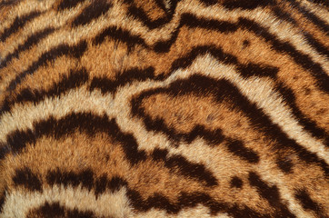 leopard fur texture