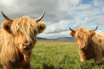 Gros plan de la vache écossaise des Highlands dans le champ