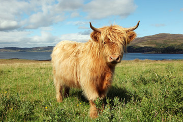 Gros plan de la vache écossaise des Highlands dans le champ