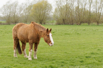 cheval